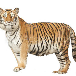 Portrait of a Royal Bengal tiger