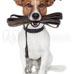dog with leather leash