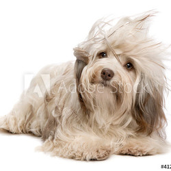 Cute lying chocolate Havanese dog in wind