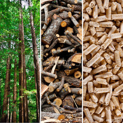 Wood pellet production
