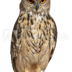 Eurasian Eagle-Owl, Bubo bubo, a species of eagle owl