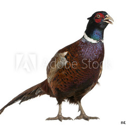 Male European Common Pheasant, Phasianus colchicus