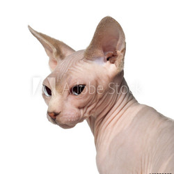 Close up of Sphynx cat, 6 months old