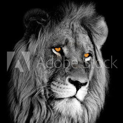 African lion (Panthera leo) portrait
