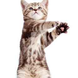 funny standing playful kitten isolated on white background