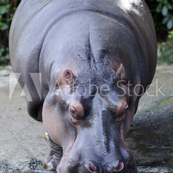 Wildlife and Animals - Hippopotamus
