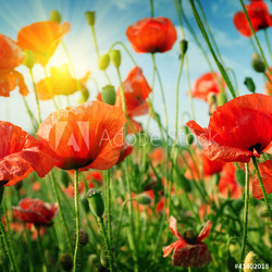 poppies field in rays sun