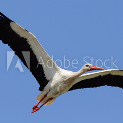 Stork Flying in the Sky with Wings Spread