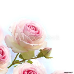 pink rose over blue white background