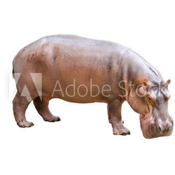 hippopotamus isolated