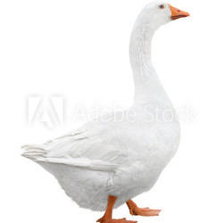 White goose