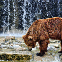 Brown Bear in a Zoo