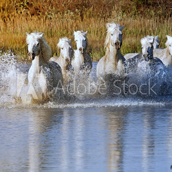Horse Splash