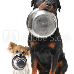 rottweiler chihuahua and food bowl