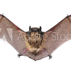 Bat fly