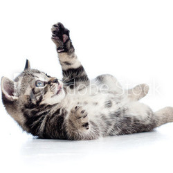 little Scottish black kitten lying on floor