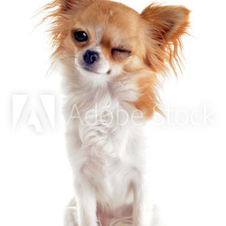 clin d'oeil de chihuahua