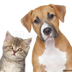 Kitten and puppy. Close up portrait