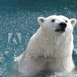 Polar bear playing in water