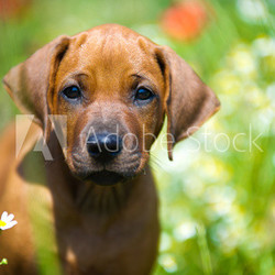 Rhodesian ridgeback puppy in a field