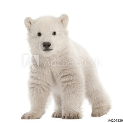 Polar bear cub, Ursus maritimus, 3 months old