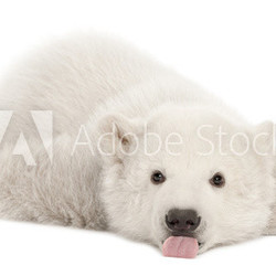 Polar bear cub, Ursus maritimus, 3 months old