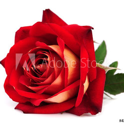 red rose isolated