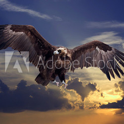 Flying black vulture