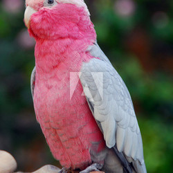 Galah Rose breasted Cockatoo parrot bird