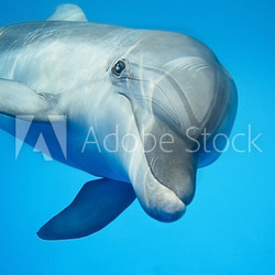 Dolphin under water
