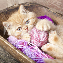 Exotic kitten playing with a ball of wool