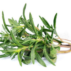 Thyme  fresh herb