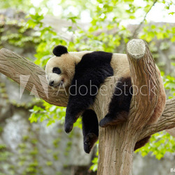 Sleeping giant panda baby