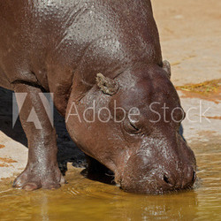 Pygmy hippopotamus (Choeropsis liberiensis)