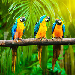 Blue-and-Yellow Macaw