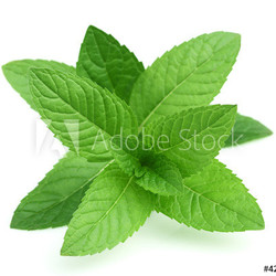 Fresh mint in closeup