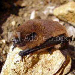 Pipistrelle Bat (Pipistrellus pipistrellus) on a stone