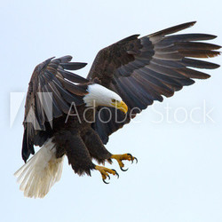 Bald eagle