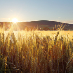 Sunset over wheat field
