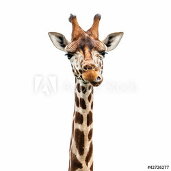 Funny Giraffe face