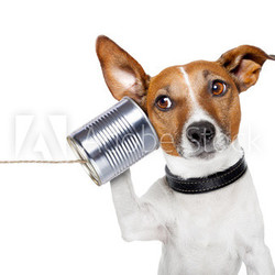 dog on the phone
