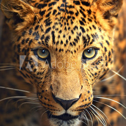 Leopard portrait