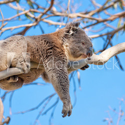 koala tree