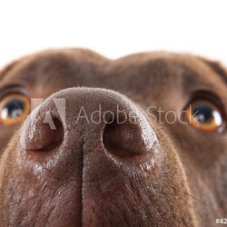 Brown labrador nose close-up