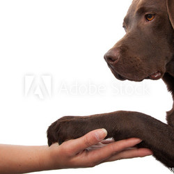 Dog paw and human hand doing a handshake
