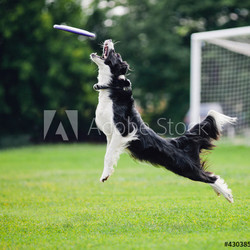 Frisbee dog catching