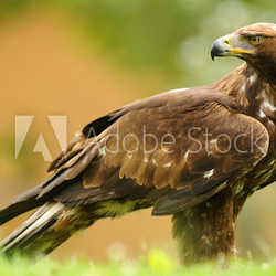 Primer plano de un aguila real