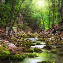 River deep in mountain forest