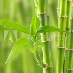 bamboo