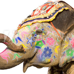 colorful elephant , Holi festival ,Jaipur, Rajasthan, India